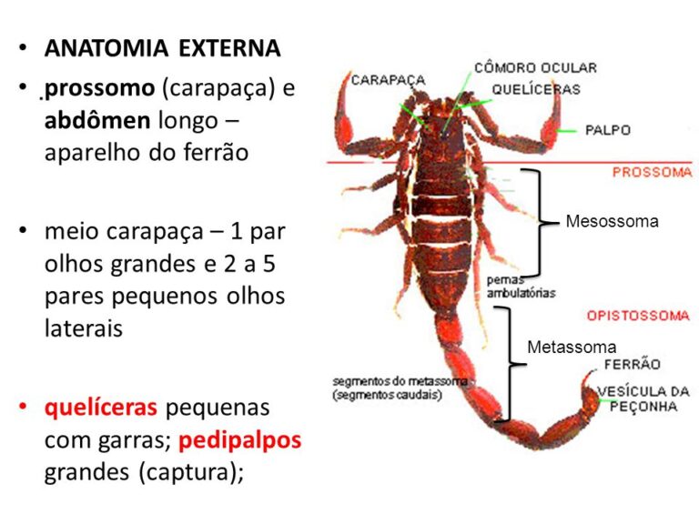 servet ambiental Os Escorpiões